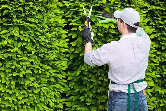 The Top Costly Mistakes to Avoid When Selling Your Home Graphic to show Professional gardener pruning an hedge
